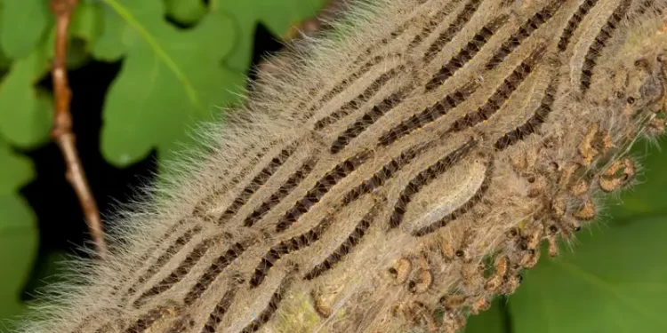 Лондонд царсны цуваа эрвээхэйний тархалтыг удаашруулах чадсангүй.