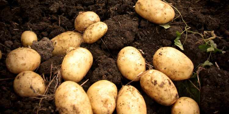 Дотоодын хүнсний хэрэгцээг төмс, гурилаар бүрэн хангаж байна