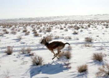 Хар сүүлт зээрэнд сансрын дохиолол хүзүүвч зүүв