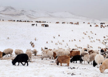 Дэлгэр сумын нийт нутгаар зудын эрсдэл их байна