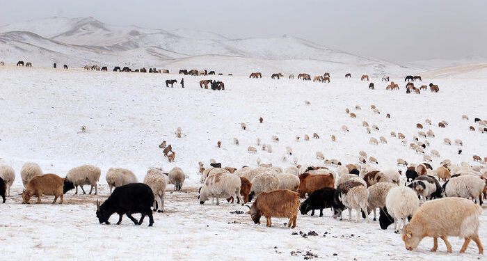 Дэлгэр сумын нийт нутгаар зудын эрсдэл их байна