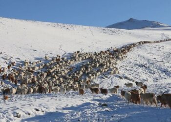 643 малчин өрх отор нүүдэл хийж байна